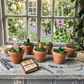 Potted Pixie Points